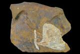 Fossil Ginkgo Leaf From North Dakota - Paleocene #145318-1